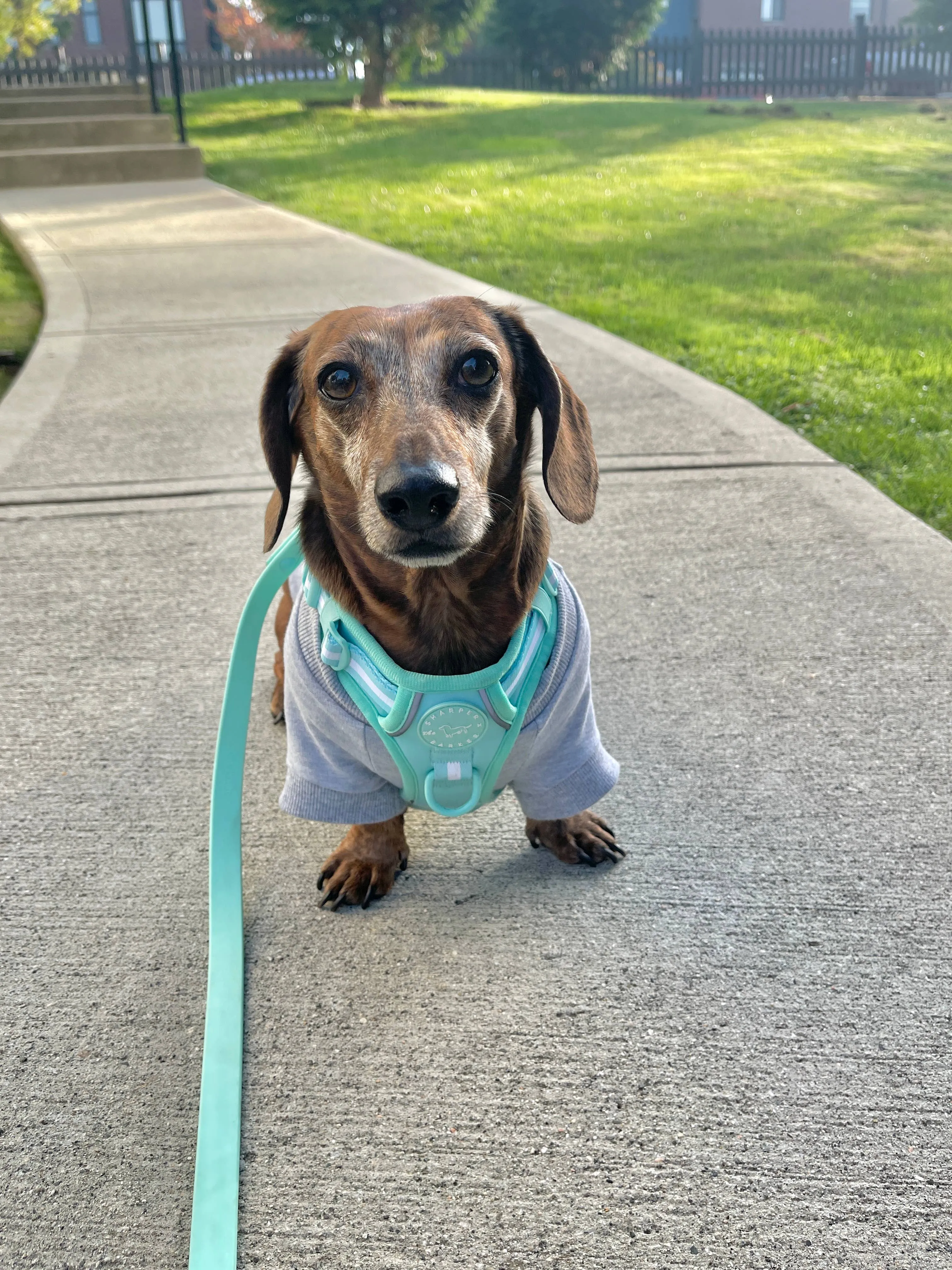 Bamboo Dog Sweater - Heather Grey