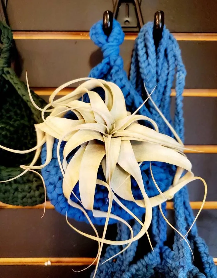 Nest Hanging Planter for Air Plants, Succulents, Houseplants . * . Macrame Cozy Nests for your Plants! . * .